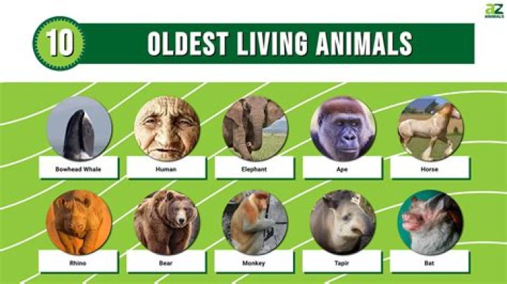 Which is the oldest era?
