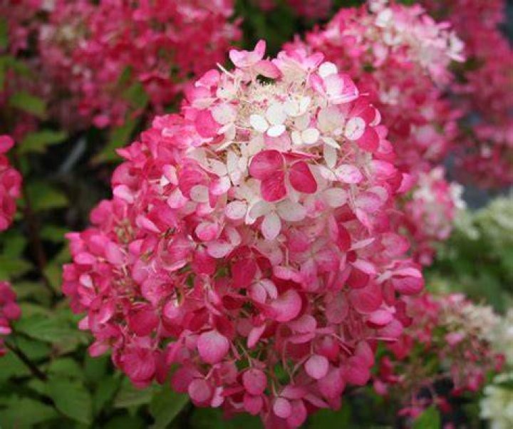 Which is the reddest hydrangea?