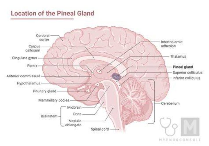 Which is the smallest gland in the body?