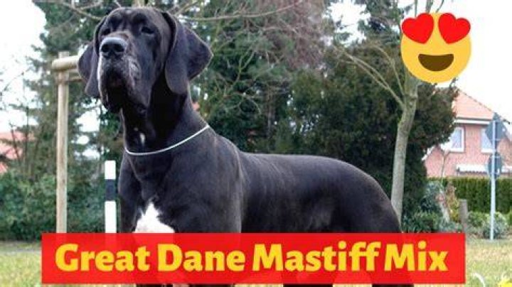 Which parent do dogs get their size from?