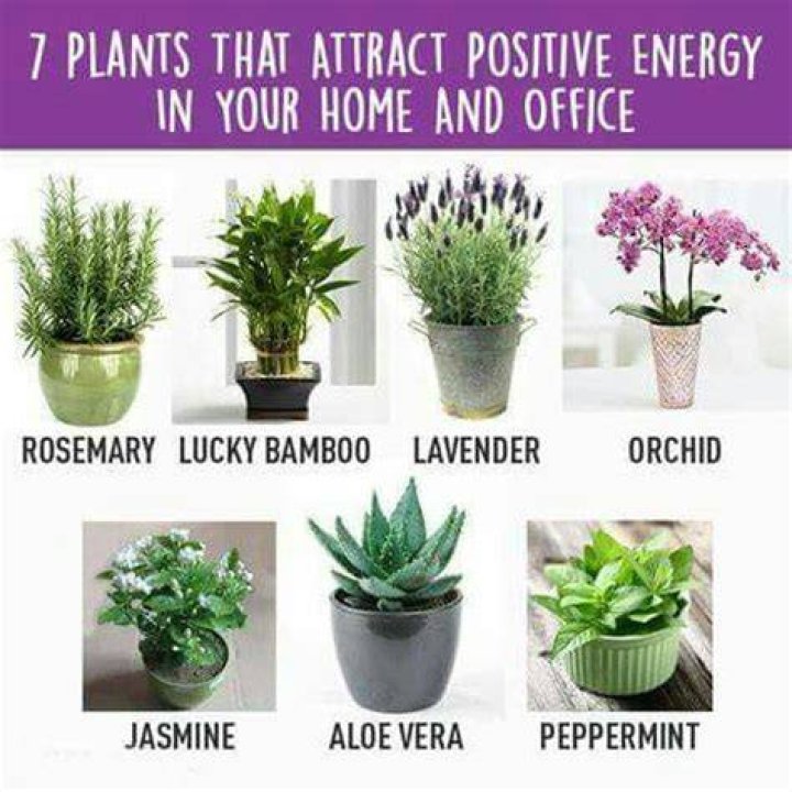 Which plant is good for positive energy?