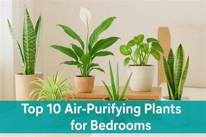 Which plant purifies the air the most?