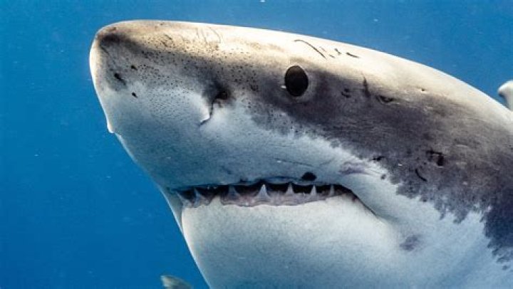 Which sharks are friendly to humans?