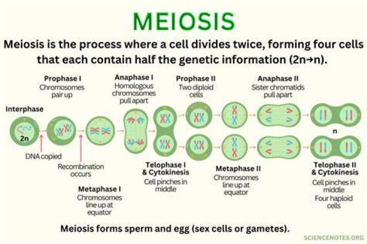 Which stage of meiosis I or II is most like mitosis explain?