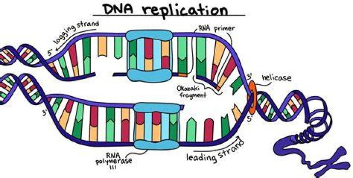 Which step happens first in DNA replication?