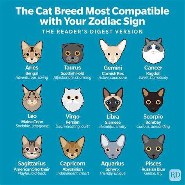 Which zodiac is a cat?