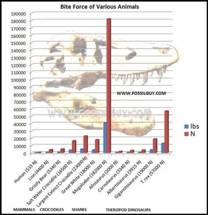 Who has a stronger bite force T. rex or megalodon?