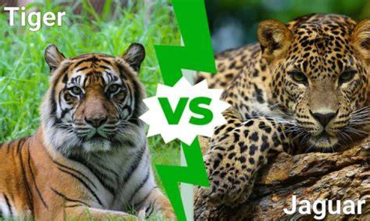 Who is stronger tiger or jaguar?