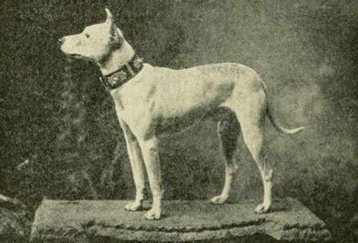 Who is the first dog?