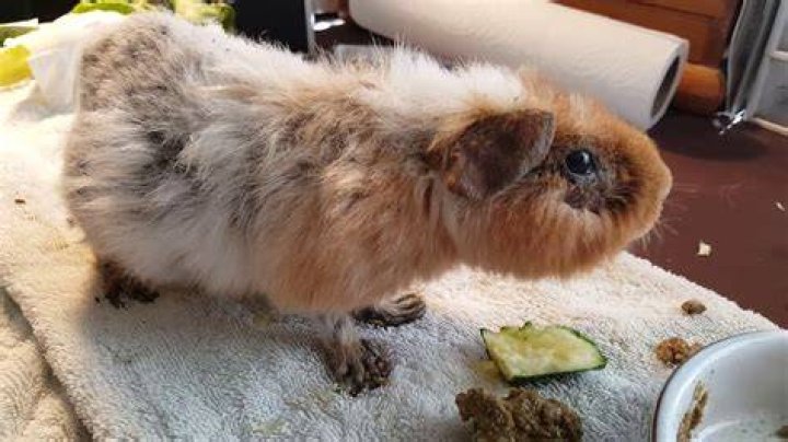 Who is the oldest guinea pig alive today?