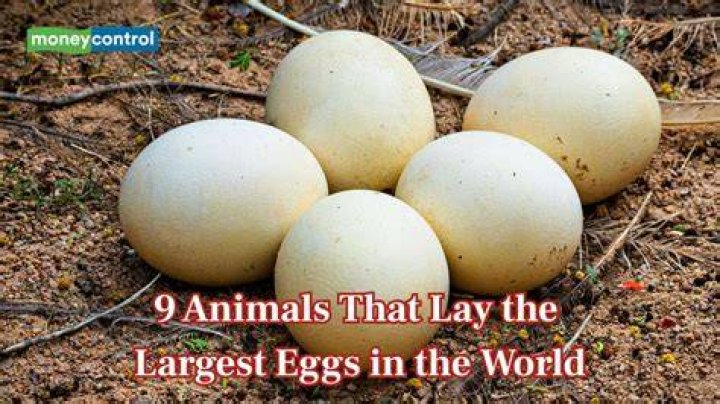 Who lay biggest eggs?