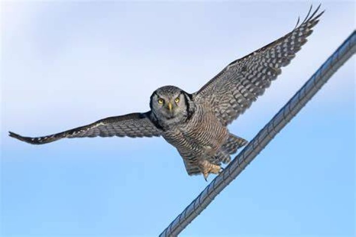 Who wins hawk or owl?