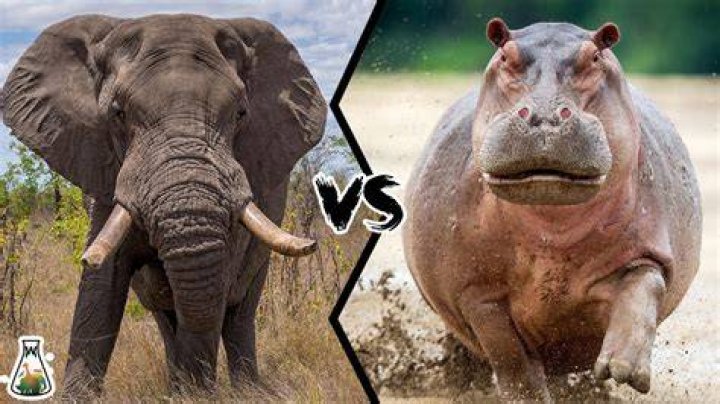 Who would win hippo vs elephant?