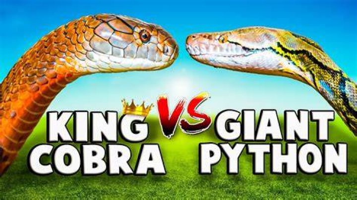 Who would win python or king cobra?