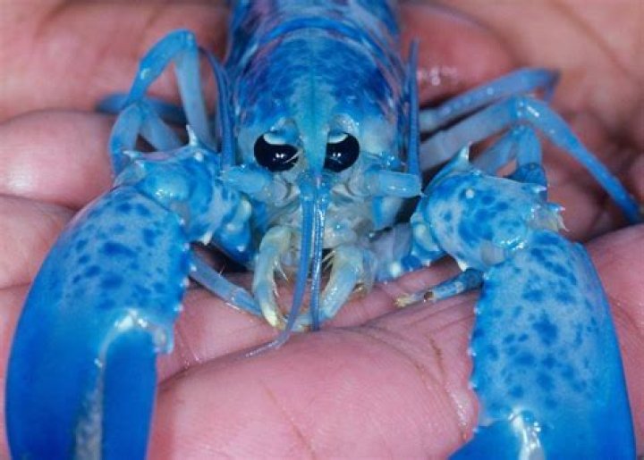 Why are blue lobsters so rare?