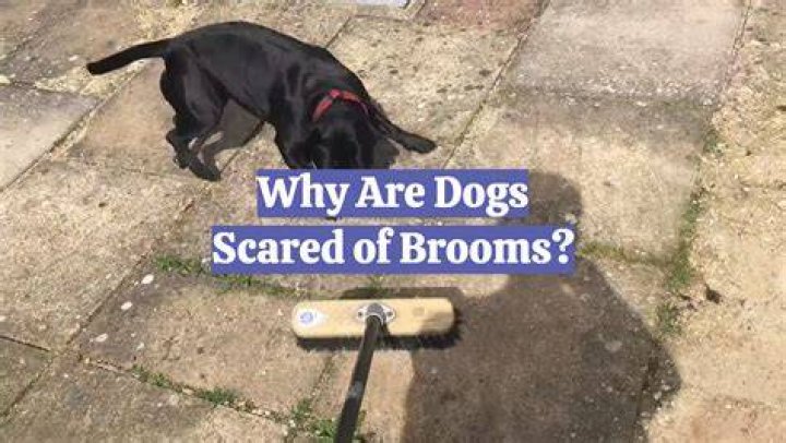 Why are burglars scared of dogs?