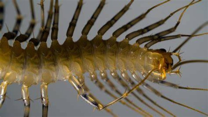 Why are centipedes so scary?