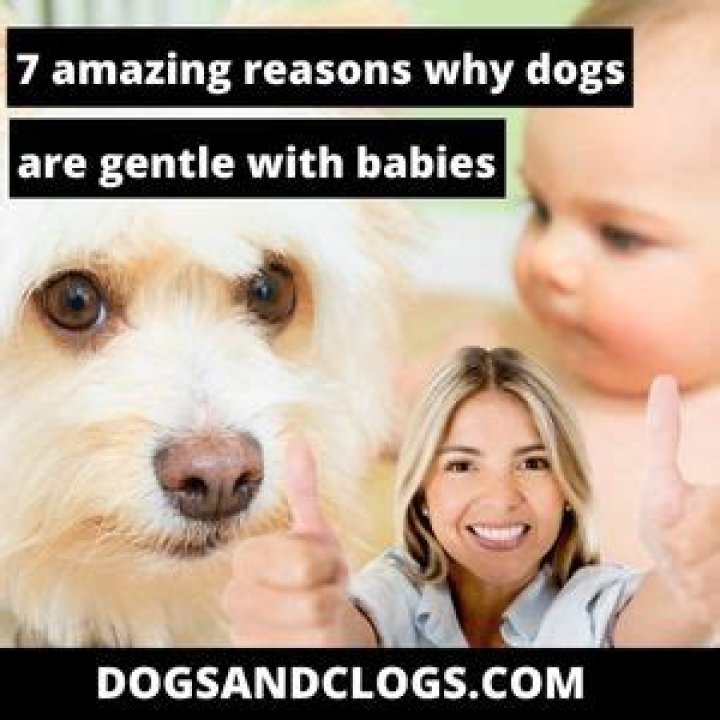 Why are dogs so gentle around babies?