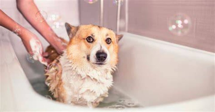 Why are dogs so soft after a bath?
