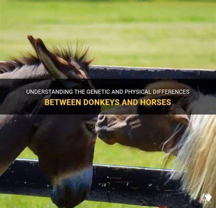 Why are donkeys kept with horses?