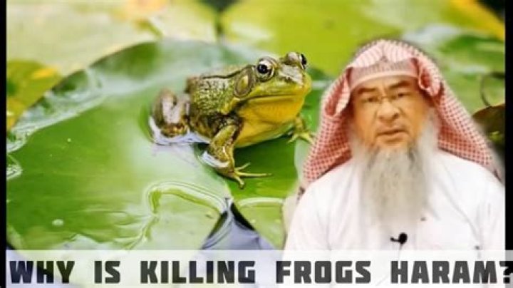Why are frogs haram?