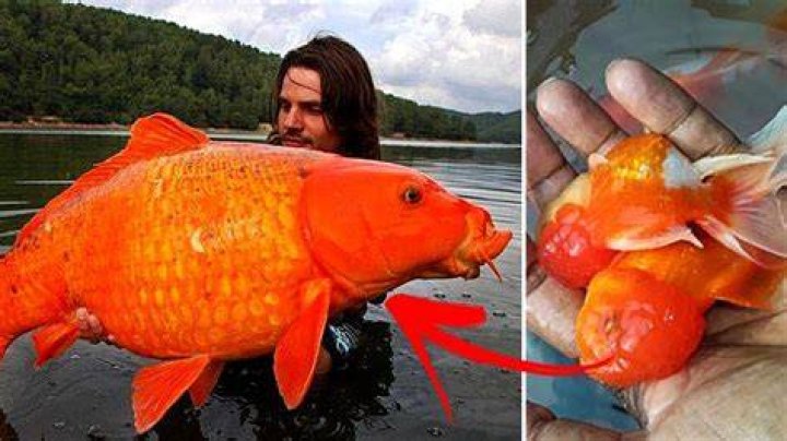Why are goldfish bad for lakes?