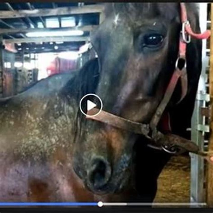 Why are horse slaughtered?