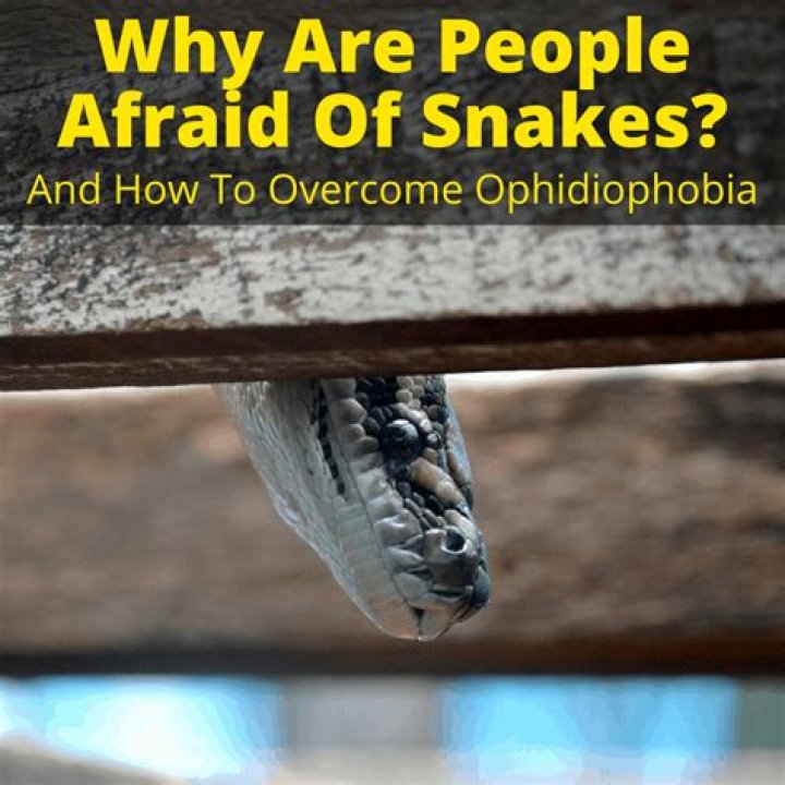 Why are humans so afraid of snakes?