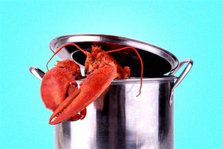 Why are lobsters kept alive?
