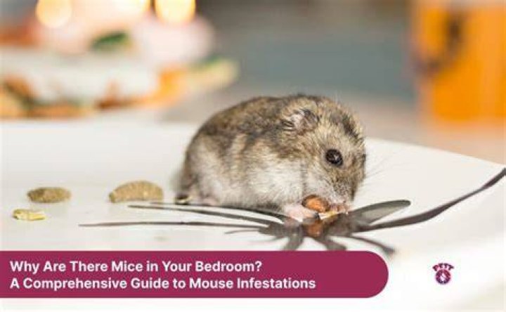 Why are mice in my bedroom?