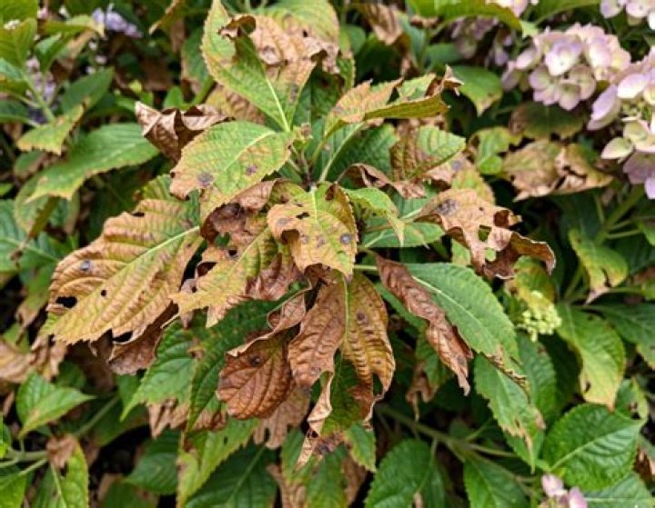 Why are my hydrangea leaves falling off?