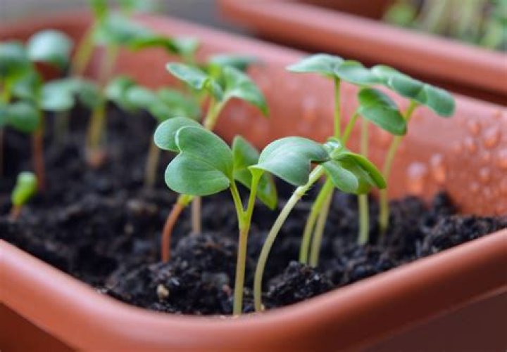 Why are my seedlings not growing?