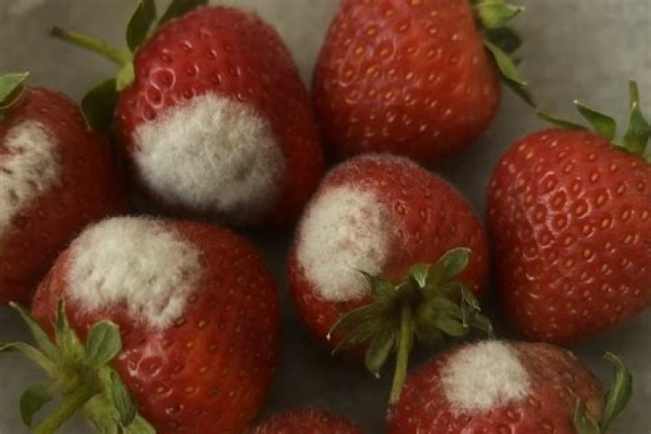 Why are my strawberries fuzzy?