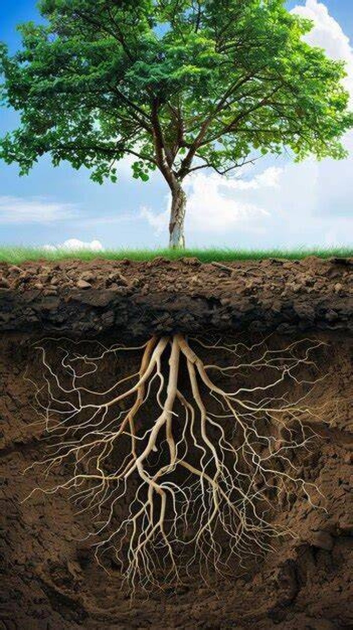 Why are my tree roots above-ground?