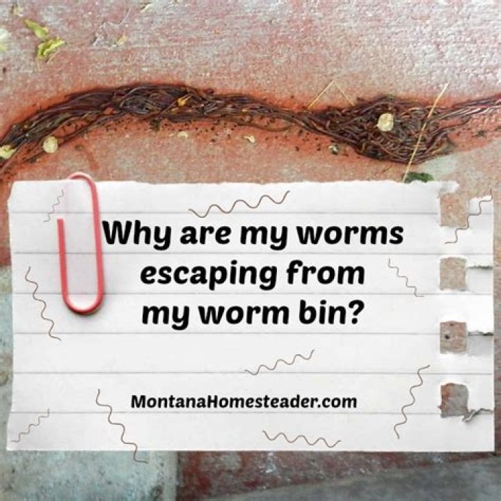 Why are my worms escaping my worm farm?
