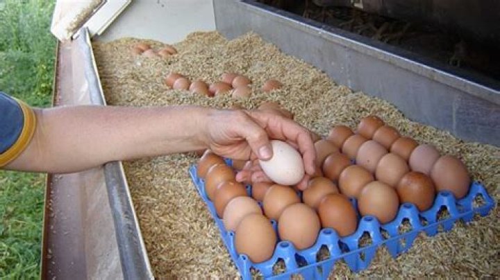 Why are organic eggs more expensive?
