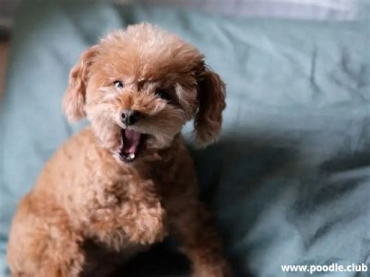 Why are Poodles so scared?