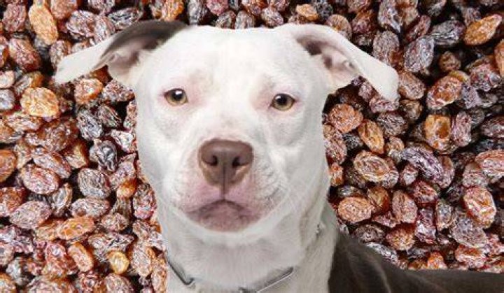 Why are raisins toxic to dogs?