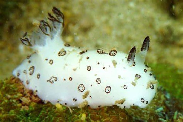 Why are sea bunnies poisonous?