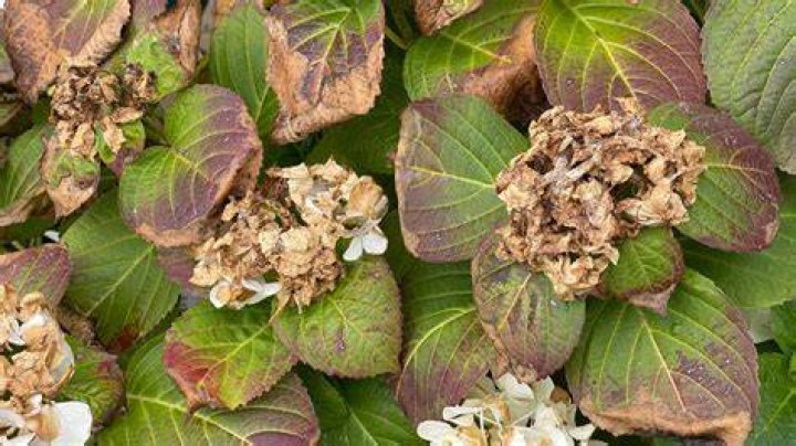 Why are the edges of my hydrangea leaves turning brown?