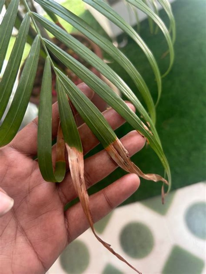 Why are the end of my palm leaves turning brown?