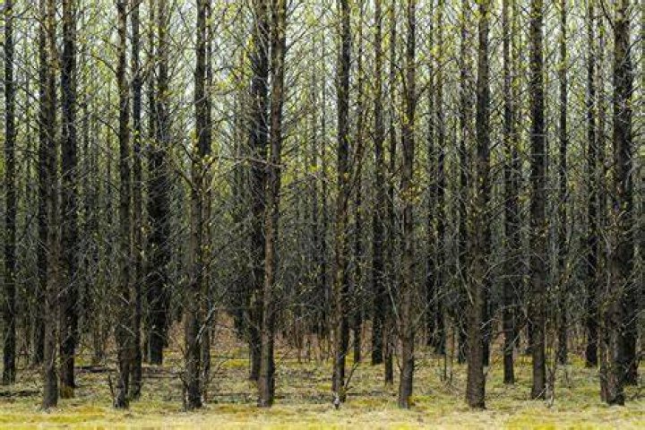 Why are there no trees in Montana?