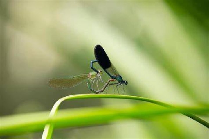 Why are there so many dragonflies 2021?