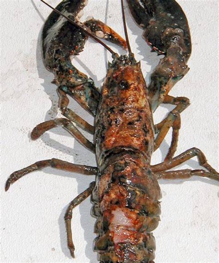 Why did my lobster turn out mushy?