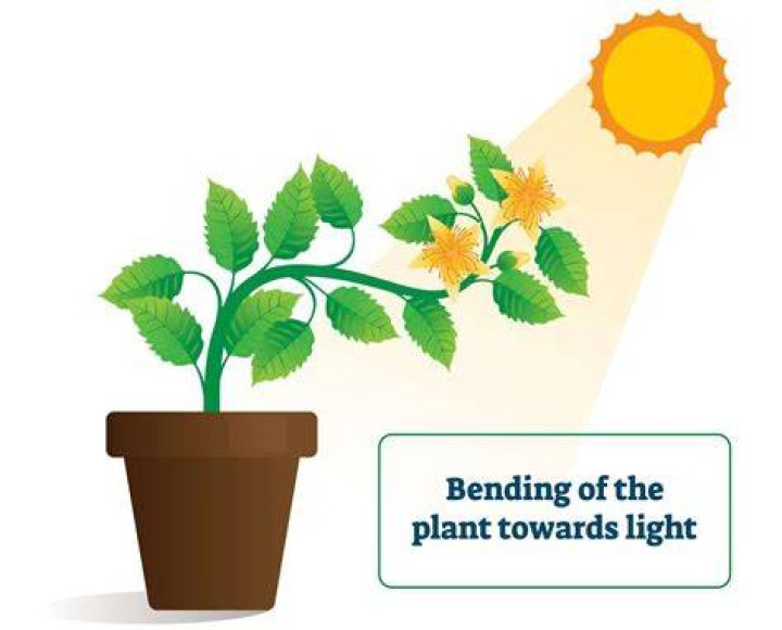 Why do bees go towards light?