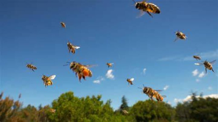 Why do bees keep attacking me?