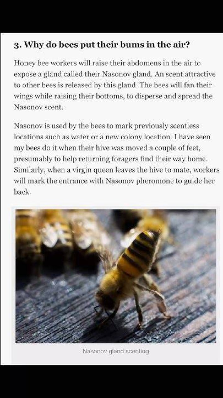 Why do bees shake their bums?