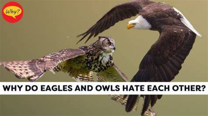Why do birds hate owls?