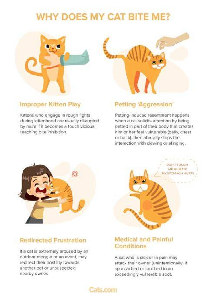 Why do cats bite off heads?