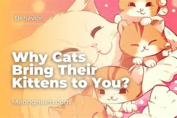 Why do cats bring you their kittens?